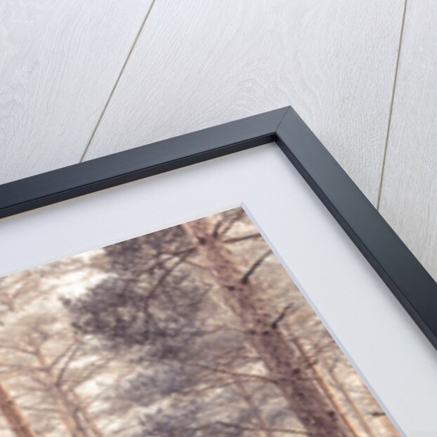 Misty forest with tall trees by Assaf Frank